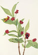 Chèvrefeuille involucré Lonicera involucrata - Mary Vaux Walcott — näkymä teoksesta