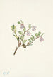 Fleur de busserole Arctostaphylos uvaursi - Mary Vaux Walcott — näkymä teoksesta