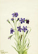 Campanule Campanula - Mary Vaux Walcott — näkymä teoksesta