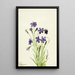 Campanule Campanula - Mary Vaux Walcott — kehystetty taideteos seinällä