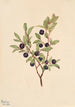 Myrtille à grandes feuilles Vaccinium membranaceum - Mary Vaux Walcott — näkymä teoksesta