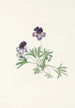 Violette pédatée Viola pedata - Mary Vaux Walcott — näkymä teoksesta