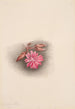 Lewisia rediviva Lewisia redivivia - Mary Vaux Walcott — näkymä teoksesta