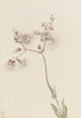 Silène enflé Silene latifolia - Mary Vaux Walcott — näkymä teoksesta