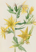 Mentzelia laevicaulis Mentzelia laevicaulis - Mary Vaux Walcott — näkymä teoksesta