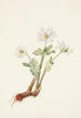 Sanguinaire du Canada Sanguinaria canadensis - Mary Vaux Walcott — näkymä teoksesta