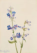 Penstémon barbu Pentstemon - Mary Vaux Walcott — näkymä teoksesta