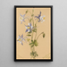 Ancolie bleue Aquilegia caerulea - Mary Vaux Walcott — kehystetty taideteos seinällä