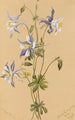 Ancolie bleue Aquilegia caerulea - Mary Vaux Walcott — näkymä teoksesta