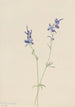 Pied d'alouette bleu Delphinium nuttallianum - Mary Vaux Walcott — näkymä teoksesta