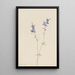 Pied d'alouette bleu Delphinium nuttallianum - Mary Vaux Walcott — kehystetty taideteos seinällä