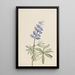 Lupin argenté Lupinus argenteus - Mary Vaux Walcott — kehystetty taideteos seinällä