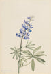 Lupin argenté Lupinus argenteus - Mary Vaux Walcott — näkymä teoksesta