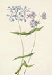 Phlox divariqué Phlox divaricata - Mary Vaux Walcott — näkymä teoksesta