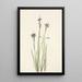 Sisyrinchium kapealehtinen Sisyrinchium angustifolium - Mary Vaux Walcott — kehystetty taideteos seinällä
