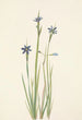Sisyrinchium kapealehtinen Sisyrinchium angustifolium - Mary Vaux Walcott — näkymä teoksesta