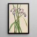 Iris monivärinen Iris versicolor - Mary Vaux Walcott — kehystetty taideteos seinällä