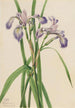 Iris monivärinen Iris versicolor - Mary Vaux Walcott — näkymä teoksesta