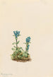 Gentiana glaukaali Gentiana glauca - Mary Vaux Walcott — näkymä teoksesta