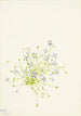 Houstonia timjamilehtinen Houstonia serpyllifolia - Mary Vaux Walcott — näkymä teoksesta