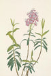 Kalmia suomarajainen Kalmia polifolia - Mary Vaux Walcott — näkymä teoksesta