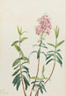 Kalmia suomarajainen Kalmia polifolia - Mary Vaux Walcott — näkymä teoksesta