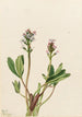 vesiherne Menyanthes trifoliata - Mary Vaux Walcott — näkymä teoksesta
