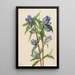 Gentiana saippuainen Gentiana saponaria - Mary Vaux Walcott — kehystetty taideteos seinällä