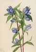Gentiana saippuainen Gentiana saponaria - Mary Vaux Walcott — näkymä teoksesta