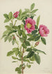 Bourgeau'n ruusu Rosa bourgeauiana - Mary Vaux Walcott — näkymä teoksesta