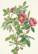 Bourgeau'n ruusu Rosa bourgeauiana - Mary Vaux Walcott — näkymä teoksesta