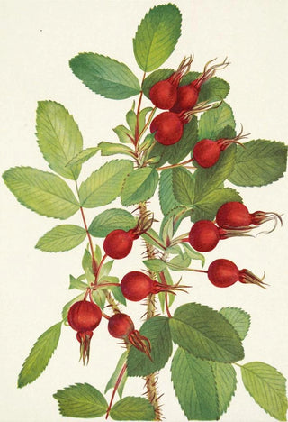 Mary Vaux Walcott - Bourgeau Rose fruit Rosa bourgeauiana.webp
