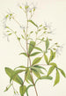 Porteranthus kolmilehtinen Porteranthus trifoliatus - Mary Vaux Walcott — näkymä teoksesta