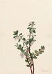Gaylussacia brachycera Gaylussacia brachycera - Mary Vaux Walcott — näkymä teoksesta