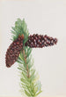 Pin aristé Pinus aristata - Mary Vaux Walcott — näkymä teoksesta
