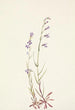 Lobelia kalmii Lobelia kalmii - Mary Vaux Walcott — näkymä teoksesta