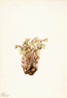 Orobanche fasciculée Orobanche fasciculata - Mary Vaux Walcott — näkymä teoksesta
