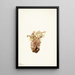 Orobanche fasciculée Orobanche fasciculata - Mary Vaux Walcott — kehystetty taideteos seinällä