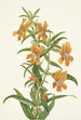 Diplacus longiflorus - Mary Vaux Walcott — näkymä teoksesta
