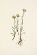 Antennaria luzuloides - Mary Vaux Walcott — näkymä teoksesta