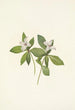Kanadan pihlajan kukka Cornus canadensis - Mary Vaux Walcott — näkymä teoksesta