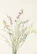 Bourgeaun astragalus Astragalus bourgovii - Mary Vaux Walcott — näkymä teoksesta