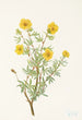 Pensas-Potentilla Potentilia fruticosa - Mary Vaux Walcott — näkymä teoksesta