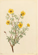 Pensas-Potentilla Potentilla fruticosa - Mary Vaux Walcott — näkymä teoksesta