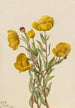 Dendromecon rigide Dendromecon rigidum - Mary Vaux Walcott — näkymä teoksesta