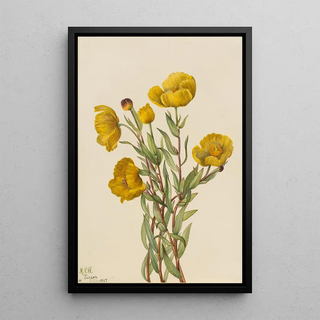 Mary Vaux Walcott - Bushpoppy Dendromecon rigidum.webp