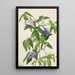 Perhospapu Clitoria mariana - Mary Vaux Walcott — kehystetty taideteos seinällä