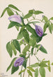 Perhospapu Clitoria mariana - Mary Vaux Walcott — näkymä teoksesta