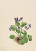 Perhosvioletti Viola papilionacea - Mary Vaux Walcott — näkymä teoksesta