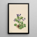 Perhosvioletti Viola papilionacea - Mary Vaux Walcott — kehystetty taideteos seinällä